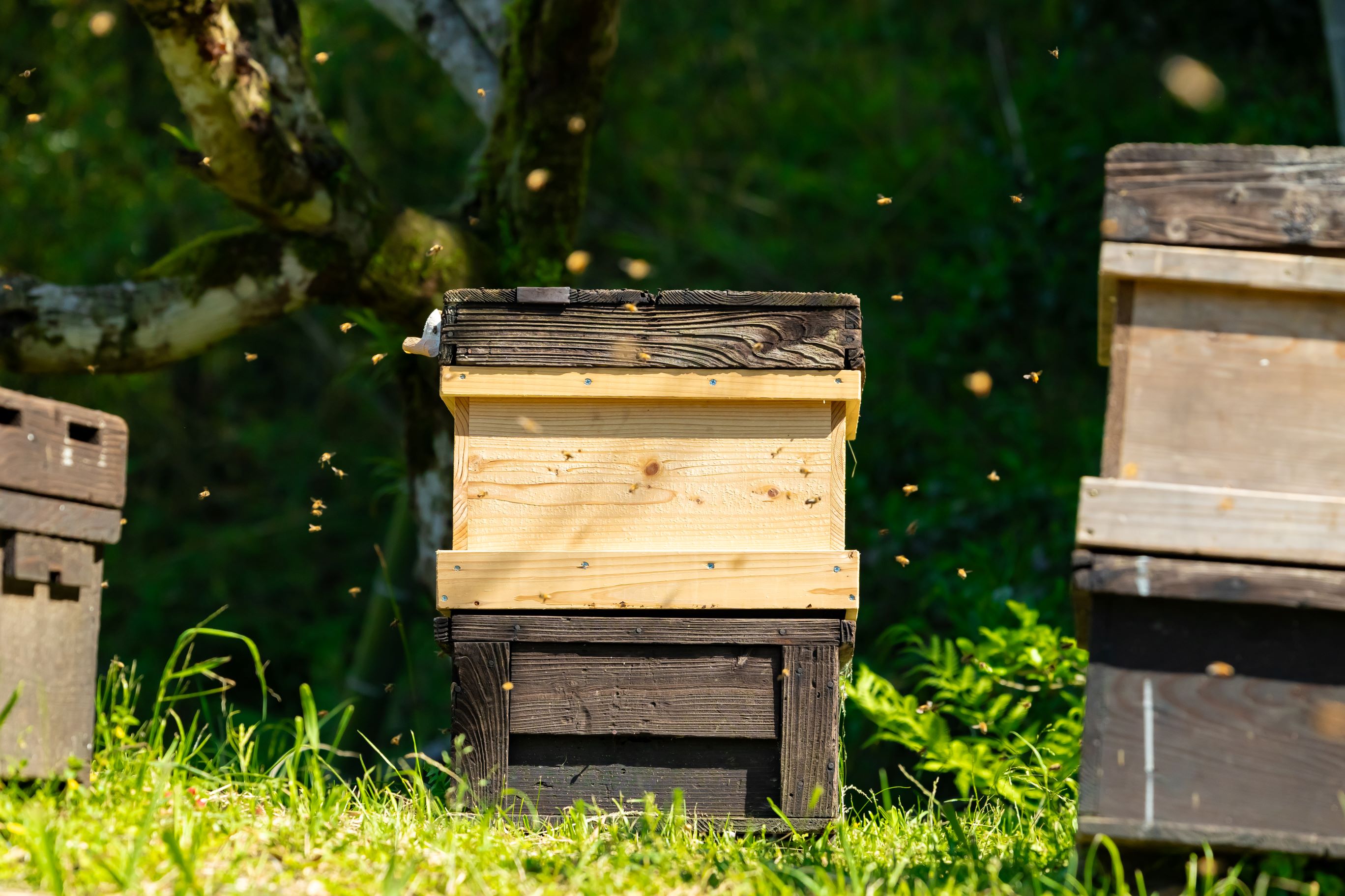 BEE CONNECTオフィシャルショップ